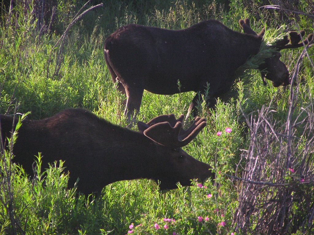 North American National Park Moose seen on a fly drive vacation to Canada and USA