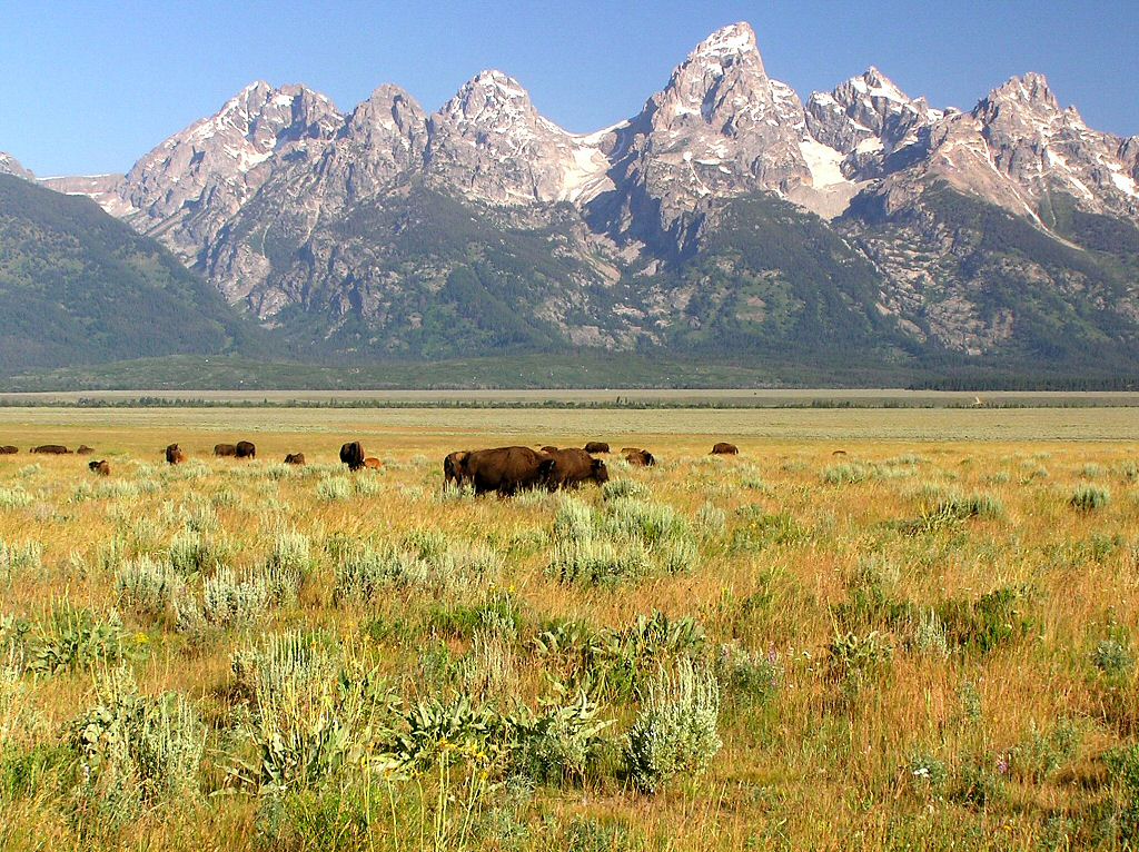 North American National Park Buffalo Bison Computer desktop background wallpaper