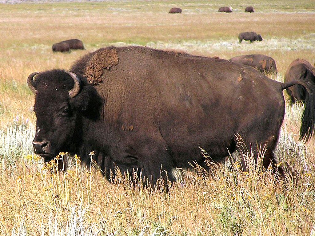 North American National Park Buffalo Bison Computer desktop background wallpaper