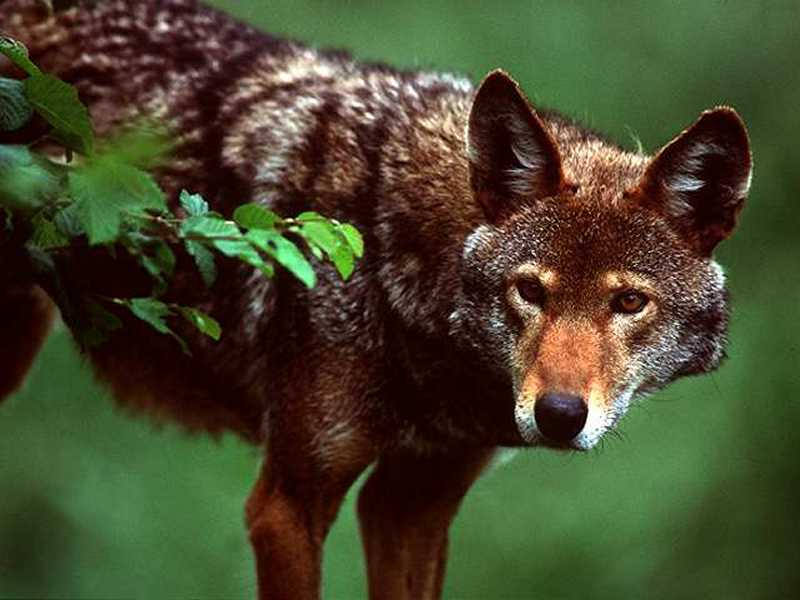 The red wolf is often mistaken as a Coyote but wolves have a cape like fur on its back