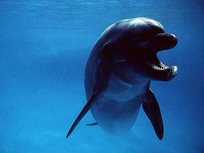 The photographs of Bottle-nosed Dolphins, Saddle backed Dolphins and Pacific
    White-sided Dolphins for your computer desktop wallpaper were taken with a digital camera