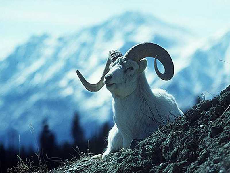 The photographs of Mountain Goats for your computer desktop wallpaper were taken with a digital camera