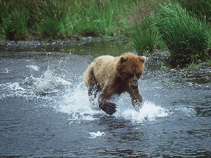 The photographs of brown bear, grizzly bears and black bears for your computer desktop wallpaper were taken with a digital camera