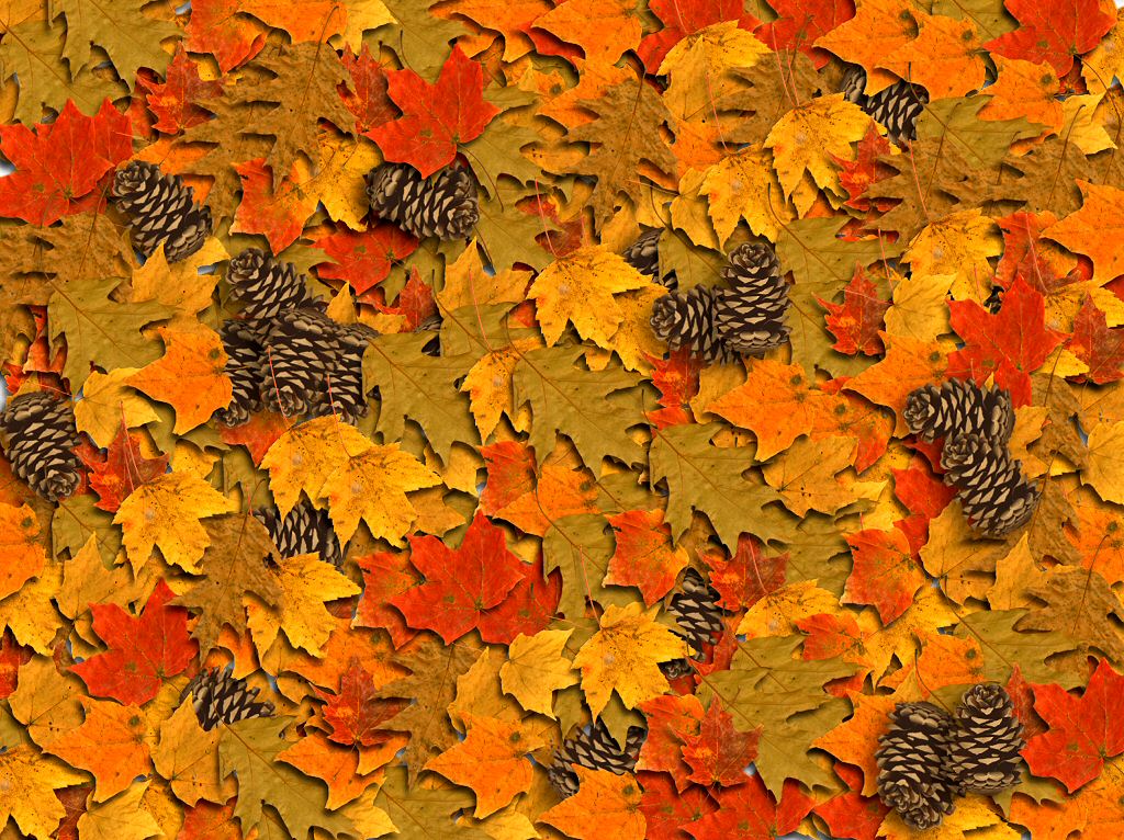 Autumn or Fall free photographic computer desktop wallpaper for your computer
desktop