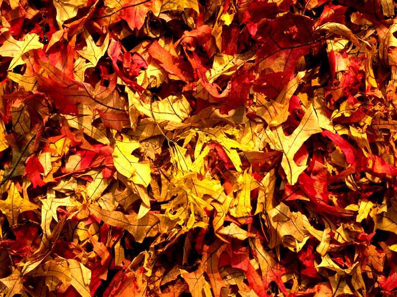 Autumn or Fall free photographic computer desktop wallpaper for your computer
desktop