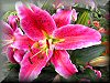 For computer desktop background wallpaper of Flowers click here