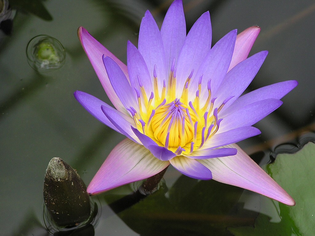 You can by Water lilies from garden centres, nursery & seed cataolgues.
      Now you can have them as wallpaper for your Computer as well as in your
      Garden