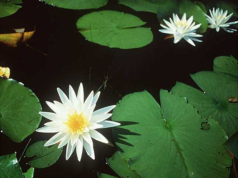 You can by Water lilies from garden centres, nursery & seed cataolgues.
      Now you can have them as wallpaper for your Computer as well as in your
      Garden