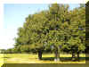 Trees-2.jpg (109924 bytes)