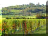 Click here to see the wine vinyard wallpaper